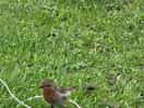 A little visitor