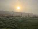 Misty morning dog walk
