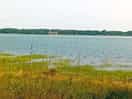 Salt marsh