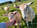 We were able to feed the sheep.