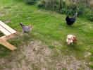 Chickens!