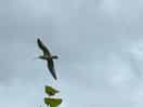 First time of seeing a curlew