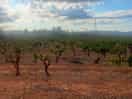 Vineyards on drive in