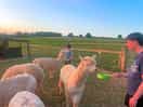 So much fun to feed the alpacas!