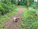 Woodland walk with pup