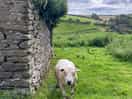 Farm friends