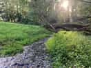 Early morning walk to quaint calbourne: through a wood and over a hill