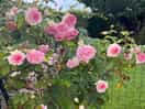 De jolis rosiers