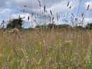 Meadow surroundings