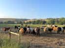 Cows