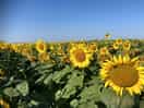 Sunflowers on our bike ride