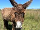 Local donkeys along one of the many cycle routes