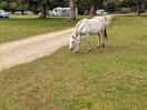 Friendly horses are grazing around the campsite