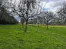 Apple orchard