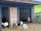 Farm animals đ·đŠ