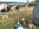 My dogs ❤️ there horse’s