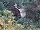 Through some bushes