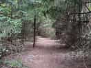 Woodland area