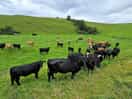 Cows on the field next to the site