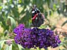 Another red admiral