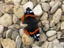 Butterfly landed whilst we was playing golf