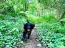 Woodland walking