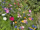 Wild flowers