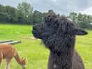 Alpaca