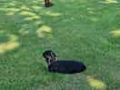 Dog friendly