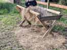 The children loved the animals - especially pickle and onion.