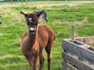 One of the lovely alpacas on site.