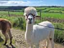 Fred the alpaca