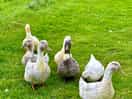 The daily duck parade