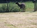 One of the alpacas!