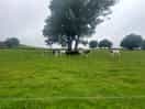 Farm