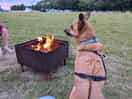 Rocket enjoying the fire.