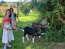 Mabel & maud the goats