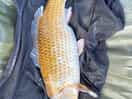 Carp