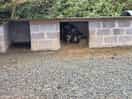 Resident pigs