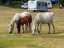 Ponies