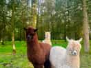 Animal trail