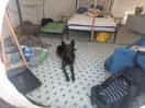 Bell tent inside