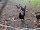 Chicken run