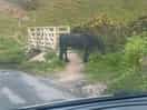 Wild horse