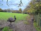 Emu heard