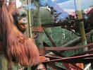 Monkey world