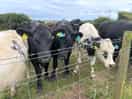 Morning moos