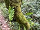 Woodland walk
