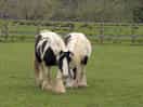 Neigh-bours
