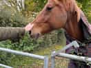 Loved being so close to the horses